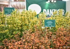 The Agastache series of Terra Nova Nurseries at the Danziger booth. 